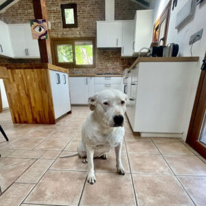 The Real Boss of The Healing House - Always nearby, never judgemental and usually happy to listen to your problems without offering any unwanted advice